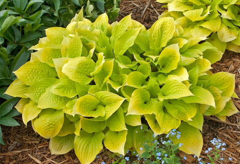 Hosta "Fire Island"