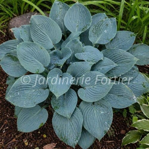 Hosta "Halcyon"