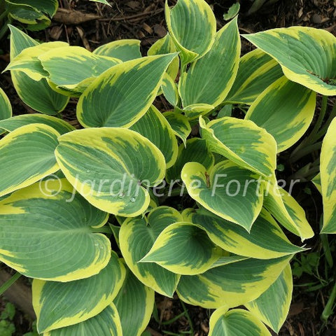 Hosta "Drop Dead Gorgeous"