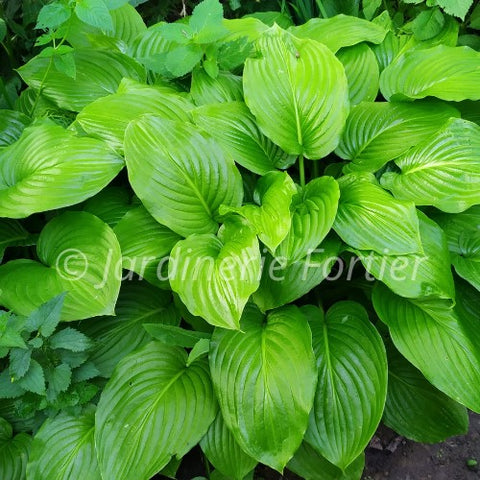 Hosta "Osiris Ovation"