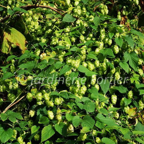Houblon "Lupulus"