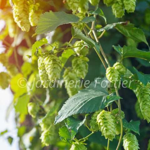 Houblon "Nugget"