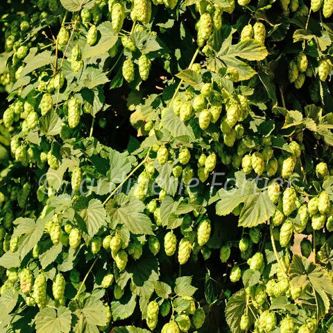 Houblon "Willamette"