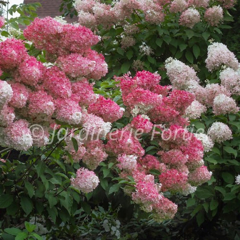 Hydrangée "Berry white"