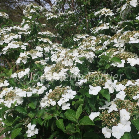 Hydrangée "Prim'white"