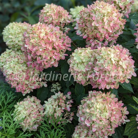 Hydrangée "Little lime"