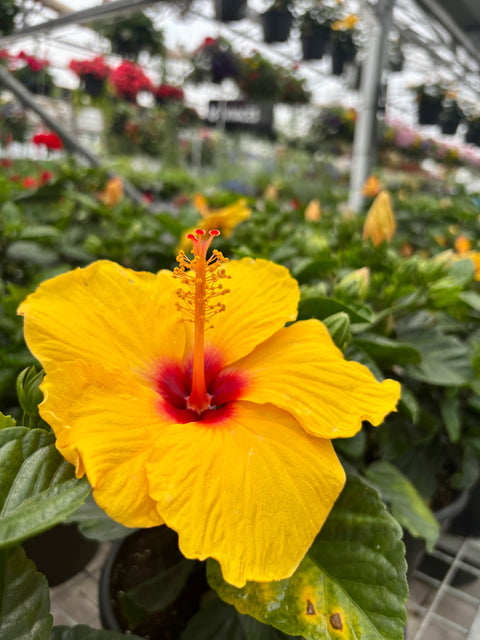 Plantes tropicales 