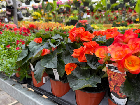 Plantes fleuries