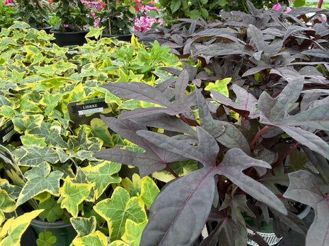 Plantes pour arrangements