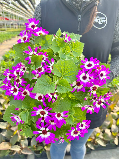 Plantes fleuries