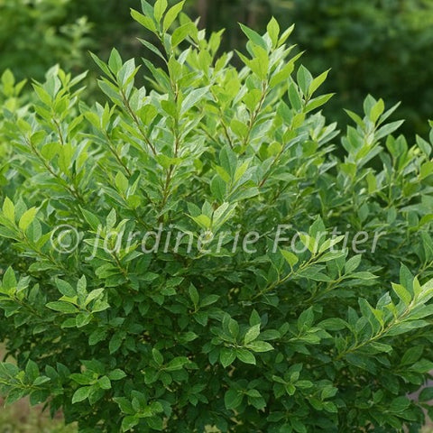 Ilex verticillata "Little Goblin Guy"