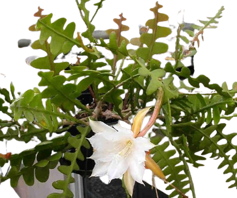 Plante d'intérieur "Epiphyllum Anguliger"