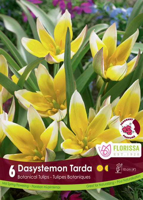 Bulbe de Tulipe "Dasystemon Tarda"