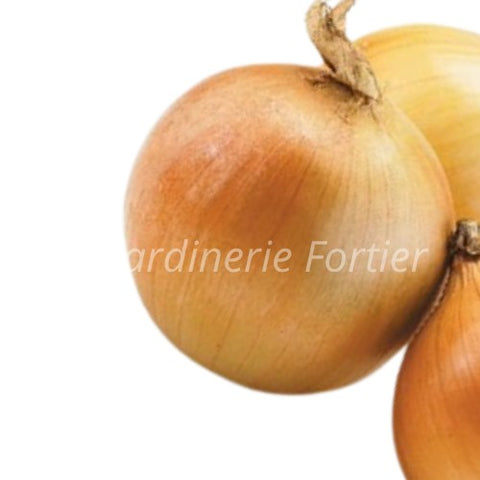 Oignon Espagnol / Potager Santé
