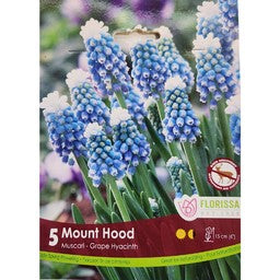 Bulbe de Muscari "Mount Hood"