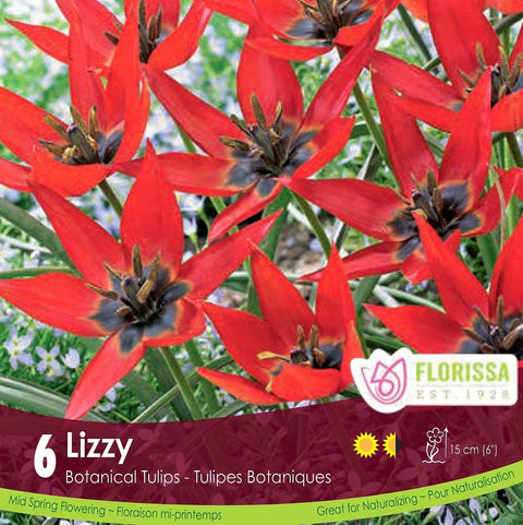 Bulbe de Tulipe "Lizzy"