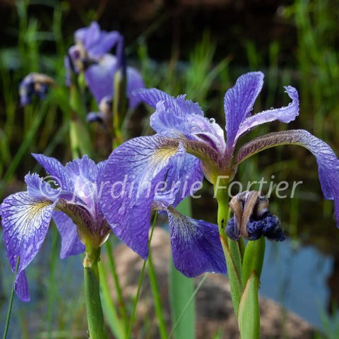 Iris "Versicolor"