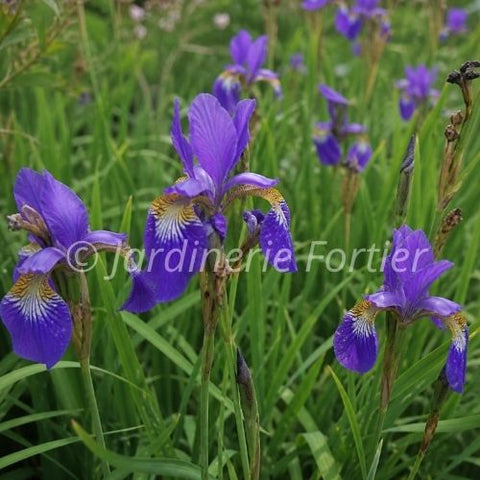 Iris sibirica "Caesar's Brother"