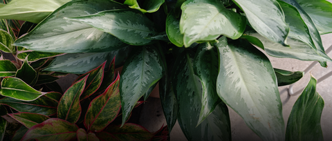 Plantes verte en santé!