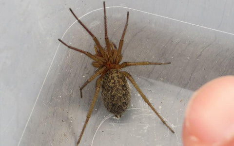 Insecticide sans odeur Bug-Tek — Prêt à l’emploi