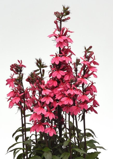 Lobélie "Starship rose"