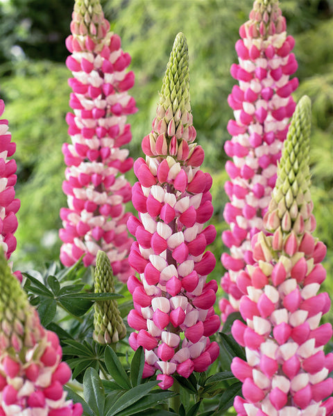 Lupin "Rachel de Thame"