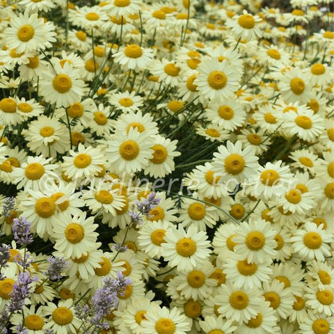 Leucanthemum "Banana Cream"