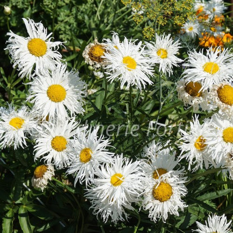 Leucanthemum "Santé"