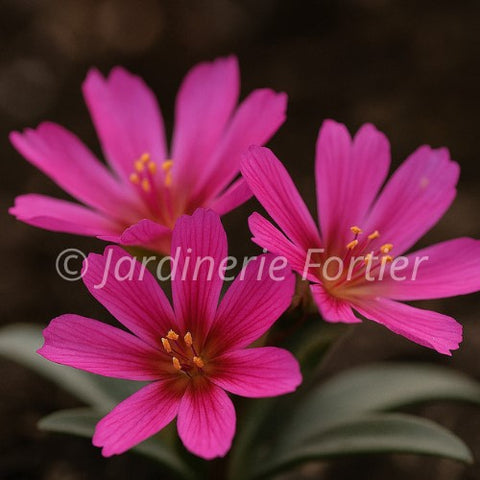 Lewisia "Little Raspberry"