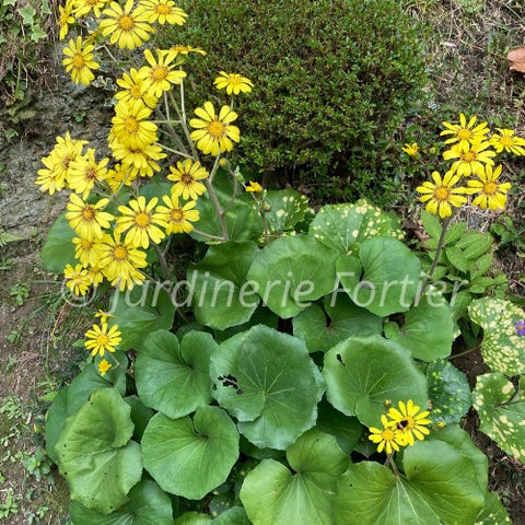 Ligularia "Tractor Seat"