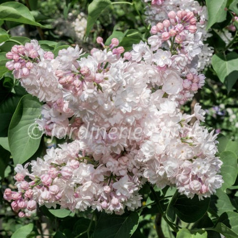 Lilas "Belle de Moscou"