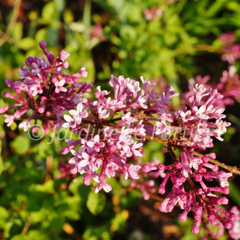 Lilas "Bloomerang Ballet"