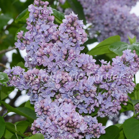 Lilas "Président Grevy"