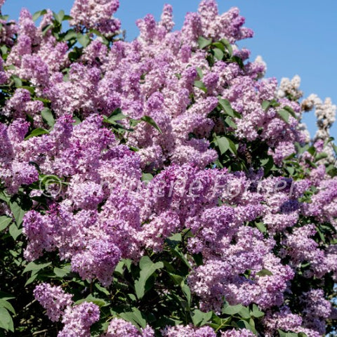 Lilas "Scentara Pura"