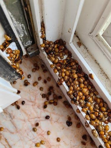 Insecticide sans odeur Bug-Tek — Prêt à l’emploi