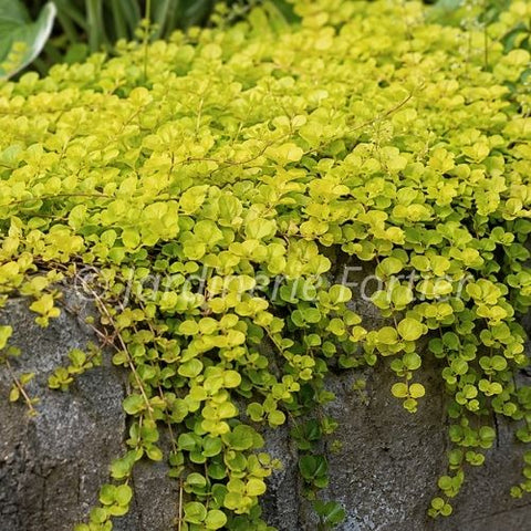 Lysimachia nummularia "Aurea"
