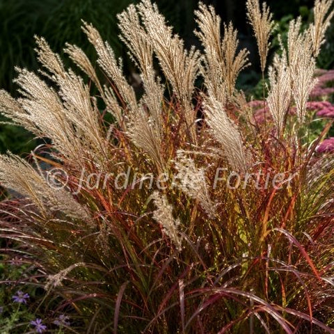 Miscanthus sinensis "Purpurascens"