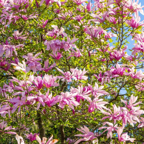 Magnolia "Leonard Messel"