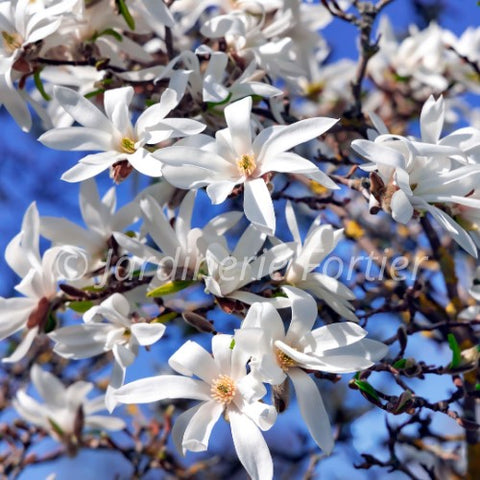 Magnolia "Royal Star"