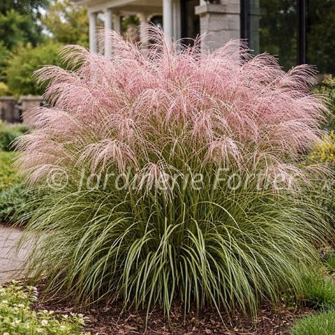 Miscanthus "Nippon"