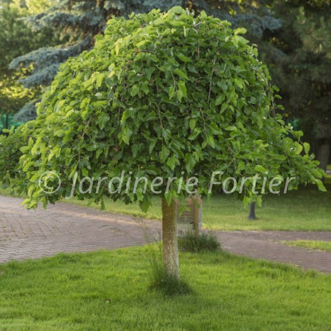 Mûrier "Alba pendula" sur tige