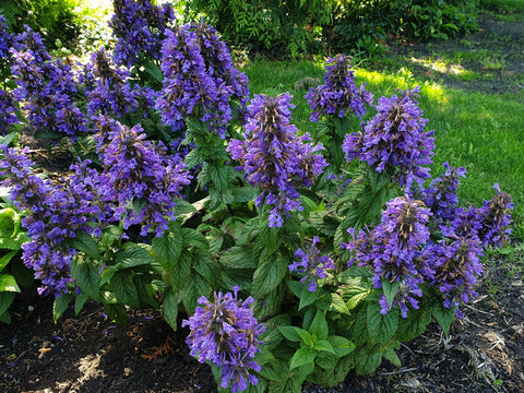 Nepeta "Neptune"