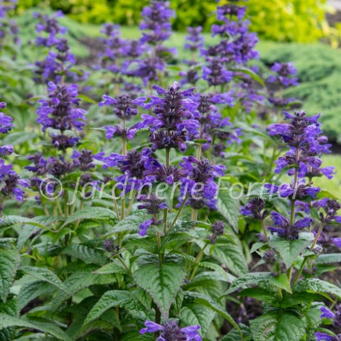 Nepeta "Neptune"