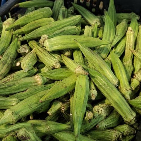 Semence de "Okra gumbo"