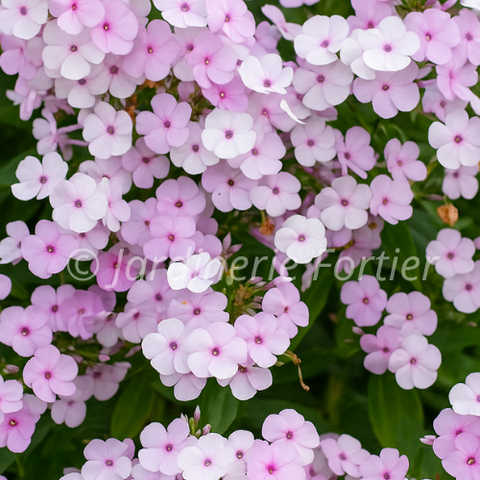 Phlox "Opening Act Blush"