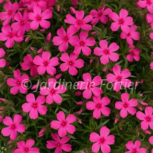 Phlox Spring® "Dark Leaf Pink"