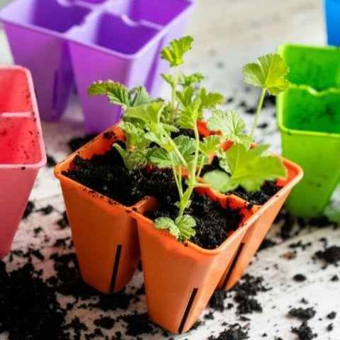 Plateau à semis Bootstrap - Bleu - orange - cellule - Bootstrap