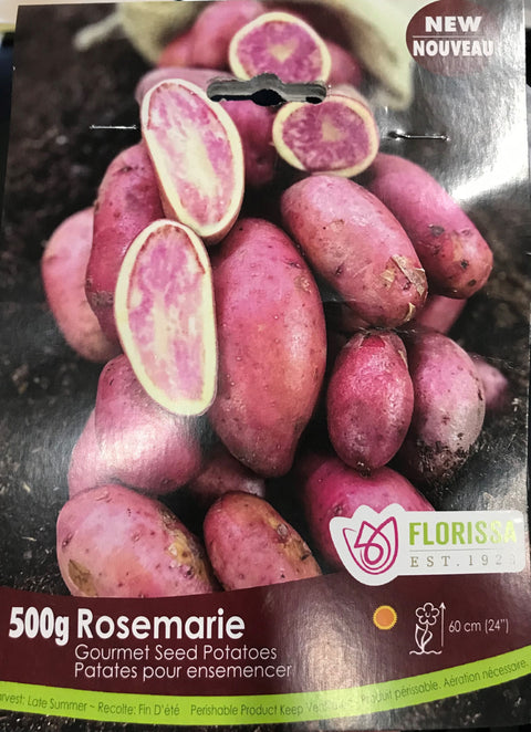 Semence "Pomme de terre Rosemarie"