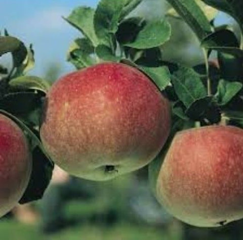 Pommier "Cortland"
