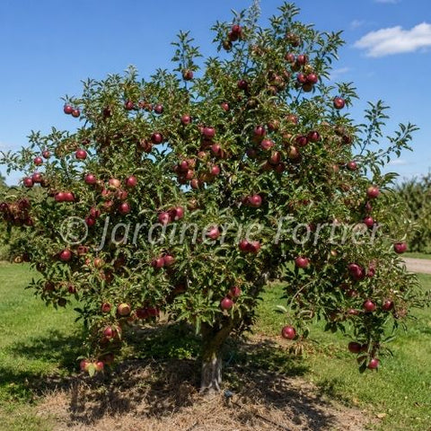 Pommier "Royal red Honeycrips"